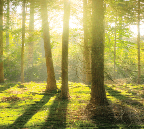 Bright Forest Background